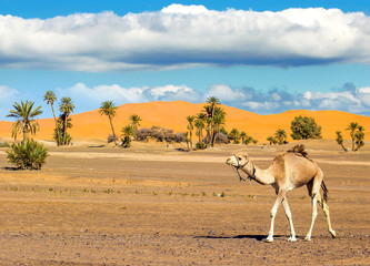 Safari dans le Désert Blanc